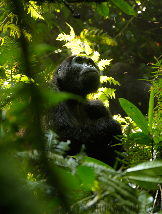 Gorilla beringei beringei [210 mm, 1/40 Sek. bei f / 5.6, ISO 640]